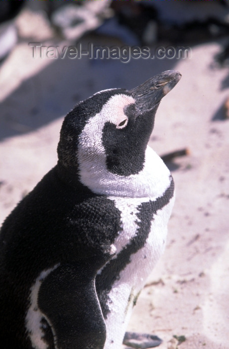 safrica59: South Africa - Cape Town: Jackass Penguin - Shelley Beach - photo by R.Eime - (c) Travel-Images.com - Stock Photography agency - Image Bank