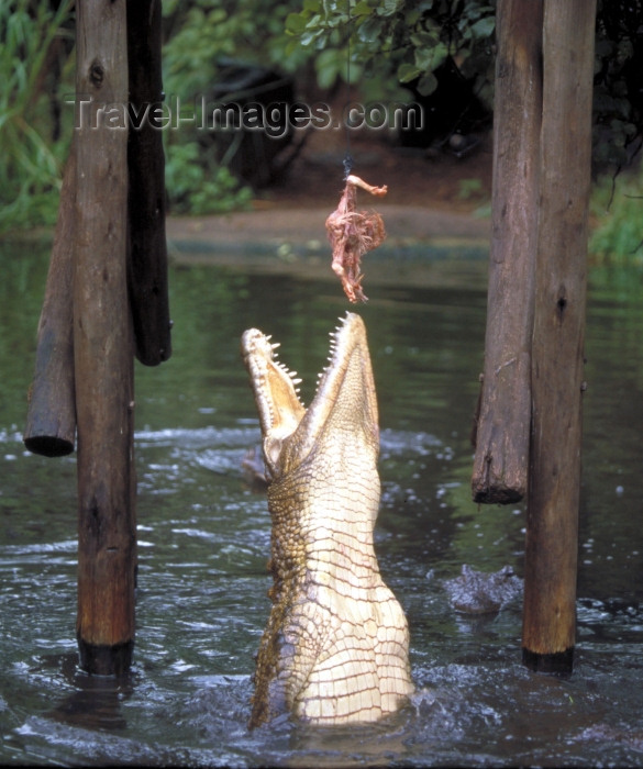 safrica62: South Africa - Sun City: feeding crocodiles at the Kwena Gardens Crocodile Sanctuary - photo by R.Eime - (c) Travel-Images.com - Stock Photography agency - Image Bank