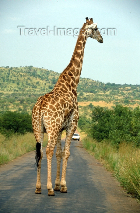 safrica63: South Africa - Pilanesberg National Park: a giraffe strolls down an access road - photo by R.Eime - (c) Travel-Images.com - Stock Photography agency - Image Bank