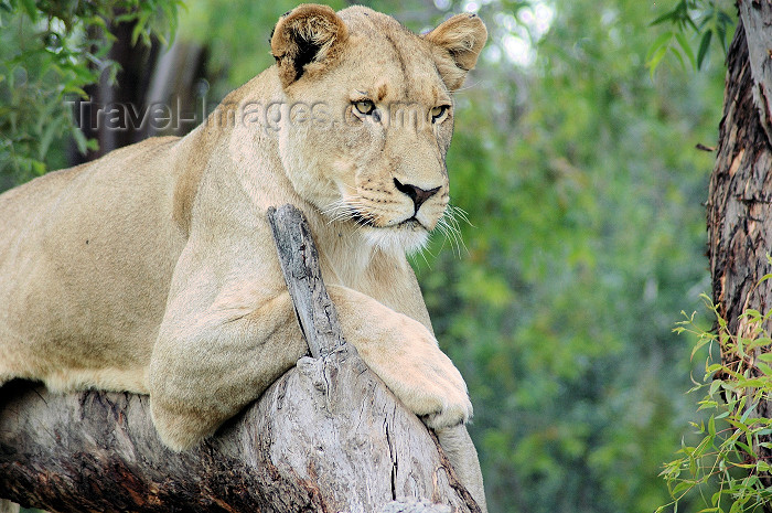safrica65: South Africa - Pilanesberg National Park: lioness resting on a tree - photo by K.Osborn - (c) Travel-Images.com - Stock Photography agency - Image Bank