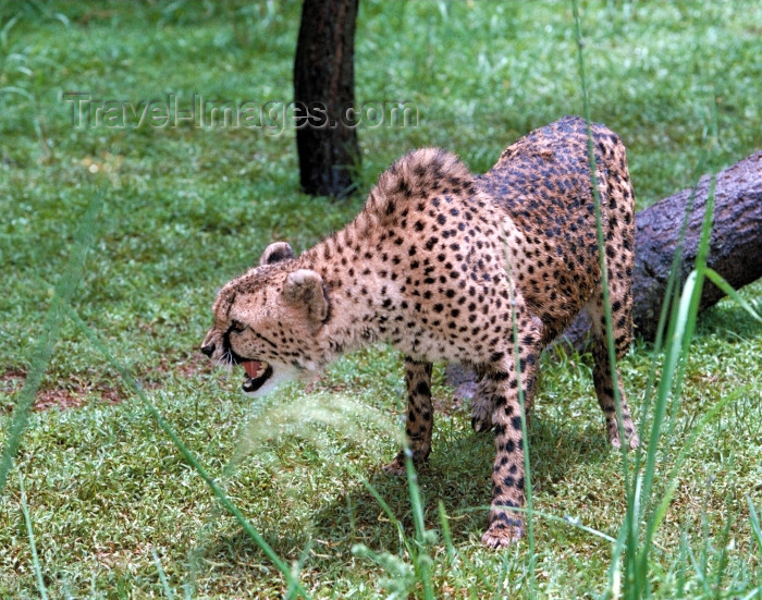safrica66: South Africa - Pilanesberg National Park: Cheetah growling - photo by R.Eime - (c) Travel-Images.com - Stock Photography agency - Image Bank