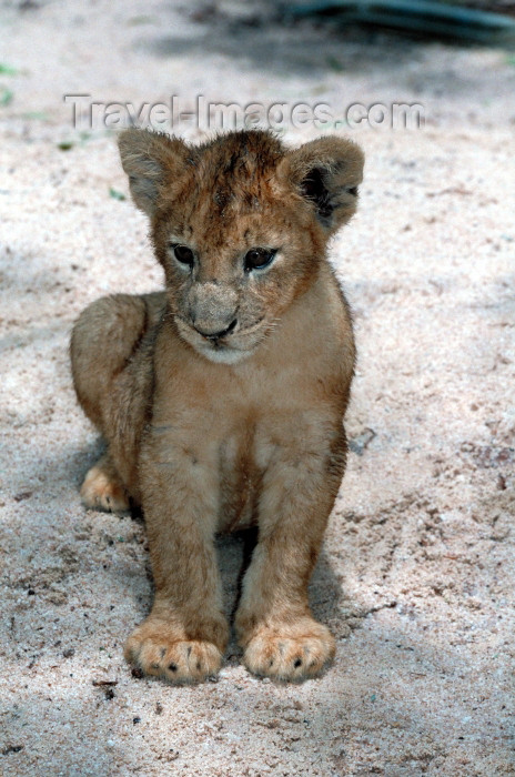 safrica67: South Africa - Pilanesberg National Park: 12 week old lion cub - photo by R.Eime - (c) Travel-Images.com - Stock Photography agency - Image Bank