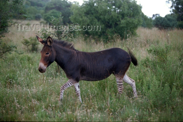 safrica69: Hennops - Magaliesburg Mountains, Gauteng province, South Africa: a very rare 'zonkey' - cross between a zebra and a donkey - zebroid or zebra mule - also known as zebrass, zebronkey, zeass, zeedonk, zedonk, zebadonk, zenkey, donbra, donbri, donkra, zebrinny, zebrula, noochie, donkza, ass-zebra, african mule, clive - photo by R.Eime - (c) Travel-Images.com - Stock Photography agency - Image Bank