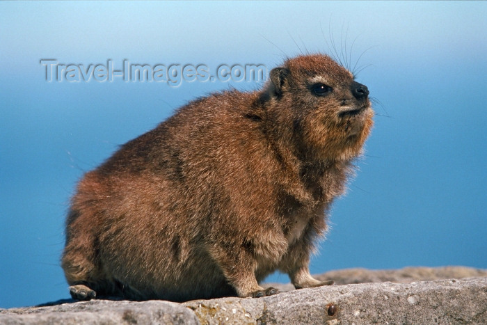 safrica74: South Africa - Cape Town: a Dassie - Procavia capensis - a furry rodent that lives on Table Mountain - Procavia capensis - photo by R.Eime - (c) Travel-Images.com - Stock Photography agency - Image Bank