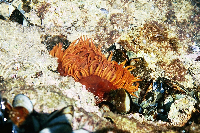 safrica78: South Africa - The Garden Route: sea life - photo by J.Stroh - (c) Travel-Images.com - Stock Photography agency - Image Bank