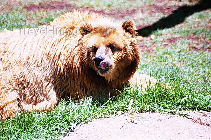 safrica79: South Africa - Pretoria: zoo - bear - photo by J.Stroh - (c) Travel-Images.com - Stock Photography agency - Image Bank