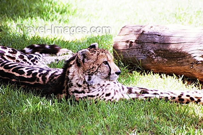 safrica80: South Africa - Pretoria: King Cheetah - Acinonyx jubatus rex - zoo - photo by J.Stroh - (c) Travel-Images.com - Stock Photography agency - Image Bank