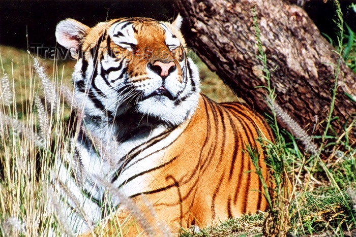 safrica81: South Africa - Pretoria / Tshwane: tiger - Panthera tigris - zoo - photo by J.Stroh - (c) Travel-Images.com - Stock Photography agency - Image Bank