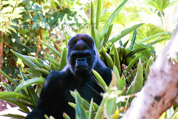 safrica82: Pretoria, South Africa: gorilla - zoo - Gorilla gorilla - photo by J.Stroh - (c) Travel-Images.com - Stock Photography agency - Image Bank