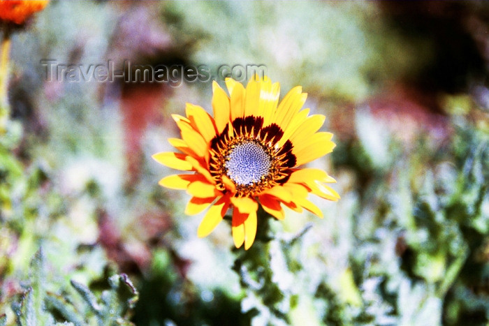 safrica83: South Africa - Pretoria / Tshwane: cosmos flower - botanical gardens - photo by J.Stroh - (c) Travel-Images.com - Stock Photography agency - Image Bank