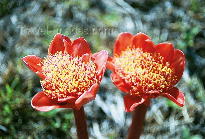 safrica91: South Africa - Knysna: flowers on the Garden Route - photo by J.Stroh - (c) Travel-Images.com - Stock Photography agency - Image Bank