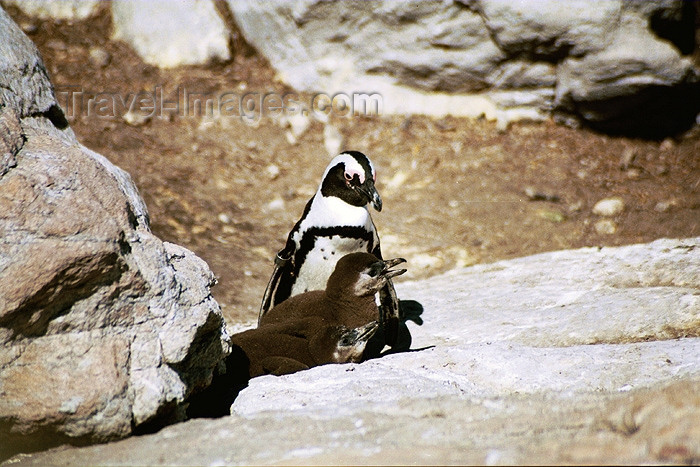 safrica94: South Africa - Betties Bay: penguins - Garden Route - photo by J.Stroh - (c) Travel-Images.com - Stock Photography agency - Image Bank