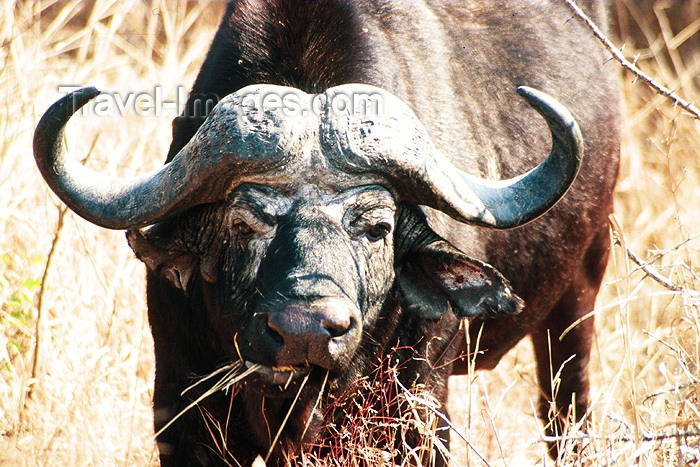 safrica95: South Africa - Kruger Park: african buffalo - photo by J.Stroh - (c) Travel-Images.com - Stock Photography agency - Image Bank