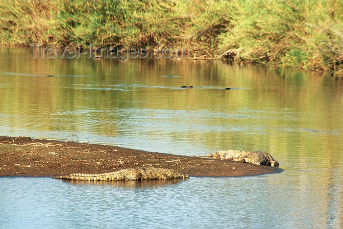 safrica96: South Africa - Kruger Park: crocodiles on a pond - photo by J.Stroh - (c) Travel-Images.com - Stock Photography agency - Image Bank