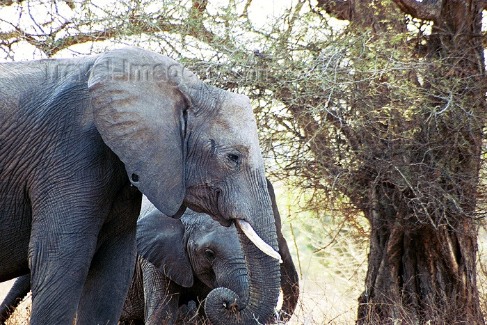 safrica97: South Africa - Kruger Park: African elephant - mother and baby - photo by J.Stroh - (c) Travel-Images.com - Stock Photography agency - Image Bank