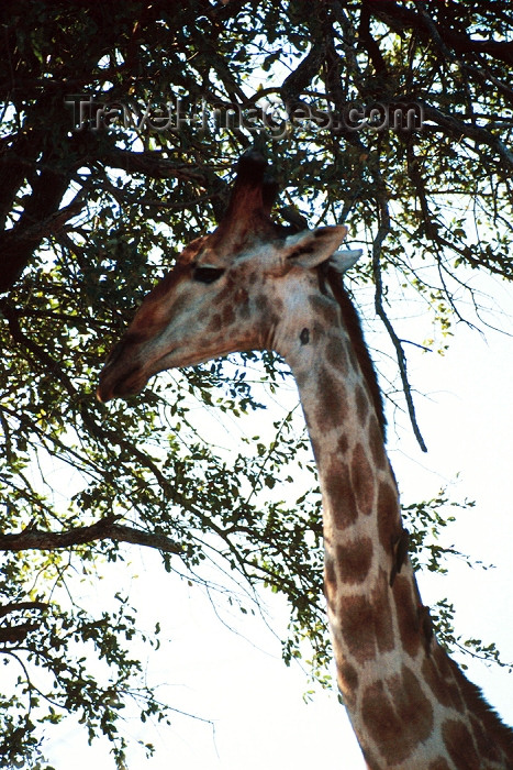 safrica98: South Africa - Kruger Park: giraffe - close-up - photo by J.Stroh - (c) Travel-Images.com - Stock Photography agency - Image Bank
