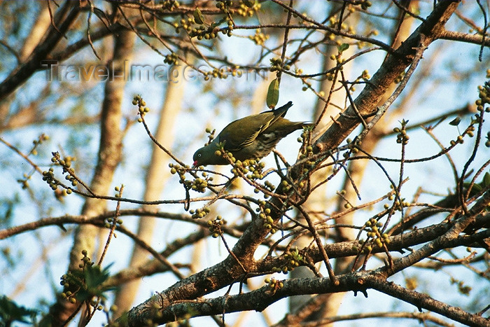 safrica99: South Africa - Kruger Park: green dove - Chalcophaps indica - photo by J.Stroh - (c) Travel-Images.com - Stock Photography agency - Image Bank