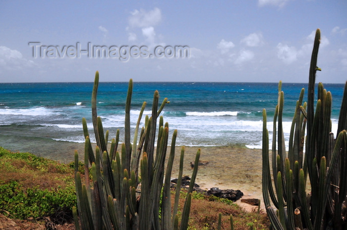 saint-barthelemy10: Anse du Grand Fond, St. Barts / Saint-Barthélemy: cactus along the SE coast - photo by M.Torres - (c) Travel-Images.com - Stock Photography agency - Image Bank