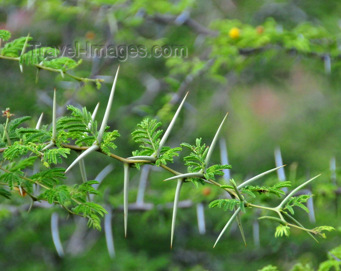 saint-barthelemy69: Gustavia, St. Barts / Saint-Barthélemy: thorns of an acacia - photo by M.Torres - (c) Travel-Images.com - Stock Photography agency - Image Bank