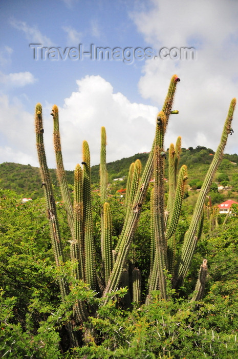 saint-barthelemy71: Gustavia, St. Barts / Saint-Barthélemy: cactus and acacia at Fort Karl - photo by M.Torres - (c) Travel-Images.com - Stock Photography agency - Image Bank