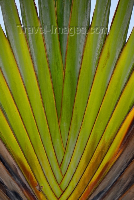 saint-kitts-nevis27: Basseterre, Saint Kitts island, Saint Kitts and Nevis: travellers' palm stem - Ravenala madagascariensis - photo by M.Torres - (c) Travel-Images.com - Stock Photography agency - Image Bank