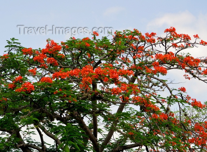 saint-kitts-nevis72: Charlestown, Nevis, St Kitts and Nevis: flamboyant tree aka royal poinciana (Delonix regia) - photo by M.Torres - (c) Travel-Images.com - Stock Photography agency - Image Bank