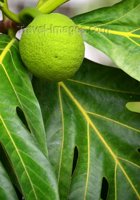 saint-kitts-nevis73: Charlestown, Nevis, St Kitts and Nevis: breadfruit tree - Artocarpus altilis - rich in vitamins and a source of carbohydrates and protein - photo by M.Torres - (c) Travel-Images.com - Stock Photography agency - Image Bank