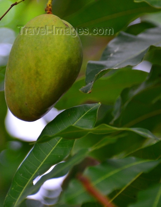 saint-kitts-nevis74: Charlestown, Nevis, St Kitts and Nevis: mango fruit hanging on the tree - photo by M.Torres - (c) Travel-Images.com - Stock Photography agency - Image Bank