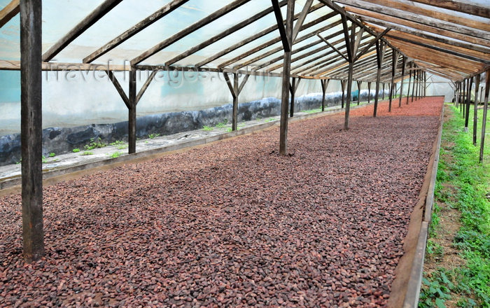 sao-tome119: Água Izé plantation / roça  Água Izé, Cantagalo district, São Tomé and Prícipe / STP: cocoa beans drying naturally in a greenhouse / estufa usada para a secagem natural do cacau - photo by M.Torres - (c) Travel-Images.com - Stock Photography agency - Image Bank