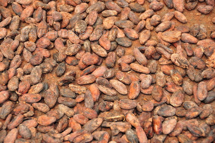 sao-tome120: Água Izé plantation / roça  Água Izé, Cantagalo district, São Tomé and Prícipe / STP: cocoa beans before roasting / grãos de cacau antes da torrefacção - photo by M.Torres - (c) Travel-Images.com - Stock Photography agency - Image Bank