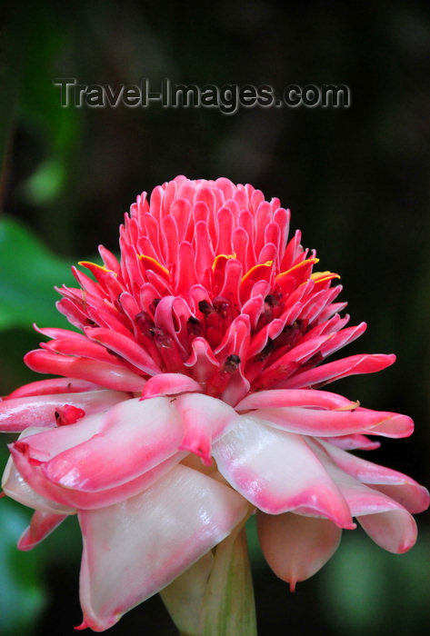 sao-tome122: Água Izé plantation / roça Água Izé, Cantagalo district, São Tomé and Prícipe / STP: Porcelain Rose, Ginger Flower, Red Ginger Lily, Torch Lily, Wild Ginger - Etlingera elatior / Rosa-de-porcelana selvagem - photo by M.Torres - (c) Travel-Images.com - Stock Photography agency - Image Bank