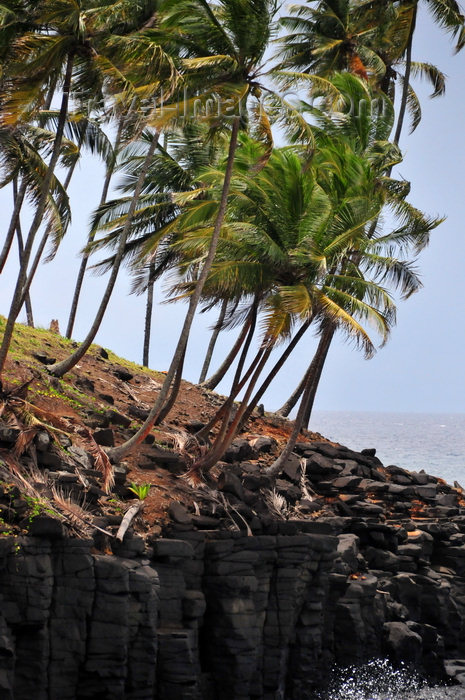 sao-tome123: Boca do Inferno, Cantagalo district, São Tomé and Prícipe / STP: windswept coconut tress on the cliff edge / coqueiros acossados pelo vento, junto à falésia - photo by M.Torres - (c) Travel-Images.com - Stock Photography agency - Image Bank