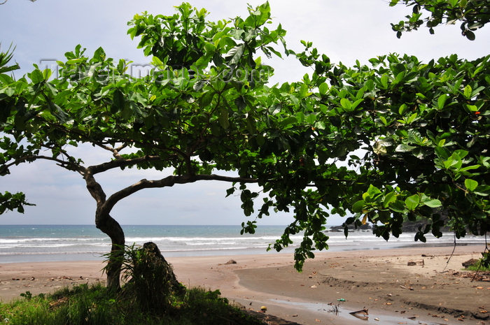 sao-tome126: Praia Sete Ondas - Praia do Morrão dos Castelos, Cantagalo district, São Tomé and Prícipe / STP: beach and Bengal almond, Tropical almond, Sea almond, Terminalia catappa / praia e amendoeira tropical - carroceiro - photo by M.Torres - (c) Travel-Images.com - Stock Photography agency - Image Bank