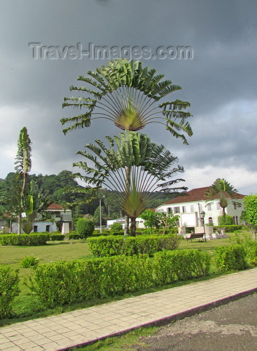 sao-tome13: Santo António, Príncipe island, São Tomé and Príncipe / STP: Independence square - travellers palms on the main square / wooden walkway - árvores do viajante - photo by G.Frysinger - (c) Travel-Images.com - Stock Photography agency - Image Bank