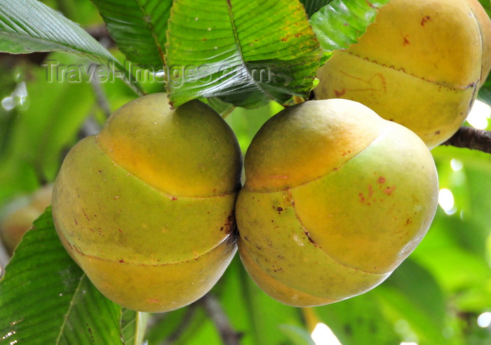 sao-tome135: Rio de Ouro plantation / Roça Rio de Ouro - Agostinho Neto, Lobata district, São Tomé and Príncipe / STP: Elephant Apples, fruits of the Dillenia indica tree - acidic fruit, onions flavored edible pulp / Árvore das patacas - frutos - Maçã-de-elefante, árvore-do-dinheiro - photo by M.Torres - (c) Travel-Images.com - Stock Photography agency - Image Bank