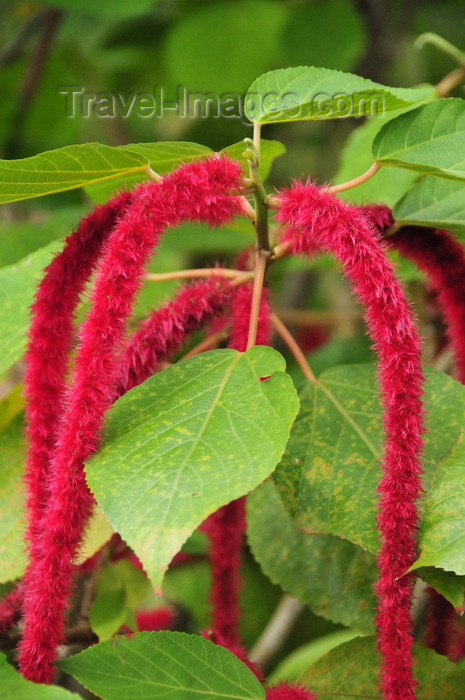 sao-tome137: Rio de Ouro plantation / Roça Rio de Ouro - Agostinho Neto, Lobata district, São Tomé and Príncipe / STP: Chenille plant - furry flowers of Acalypha hispida - Philippines Medusa, red hot cat's tail, fox tail / rabo de macaco, rabo de gato - photo by M.Torres - (c) Travel-Images.com - Stock Photography agency - Image Bank