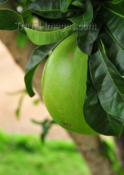 sao-tome138: Rio de Ouro plantation / Roça Rio de Ouro - Agostinho Neto, Lobata district, São Tomé and Príncipe / STP: fruit of the calabash tree - Crescentia cujete - leaves are used to treat diarrhea and dysentery / calabaça, cabaça ou árvore da cuia - fruto usado no berimbau - photo by M.Torres - (c) Travel-Images.com - Stock Photography agency - Image Bank