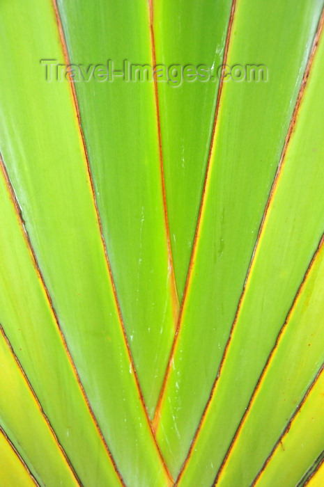 sao-tome139: Rio de Ouro plantation / Roça Rio de Ouro - Agostinho Neto, Lobata district, São Tomé and Príncipe / STP: Ravenala madagascariensis - Traveller's Tree - detail of the fan stem / palmeira do viajante - detalhe da base do leque - photo by M.Torres - (c) Travel-Images.com - Stock Photography agency - Image Bank