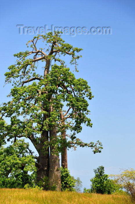 sao-tome147: Praia das Conchas, Lobata district, São Tomé and Príncipe / STP: baobab tree - Adansonia digitata - the name commemorates the French botanist Michel Adanson / imbondeiro - micondó - kremetart - photo by M.Torres - (c) Travel-Images.com - Stock Photography agency - Image Bank