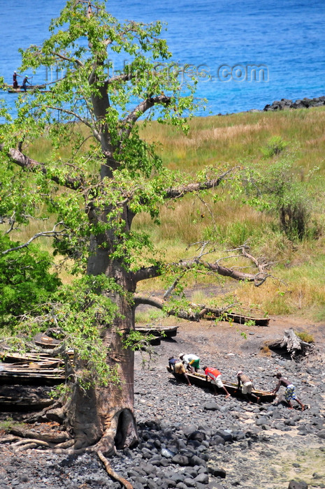 sao-tome151: Lagoa Azul, Lobata district, São Tomé and Príncipe / STP: fishermen and giant baobab tree - Adansonia digitata / embondeiro gigante e dongo - photo by M.Torres - (c) Travel-Images.com - Stock Photography agency - Image Bank