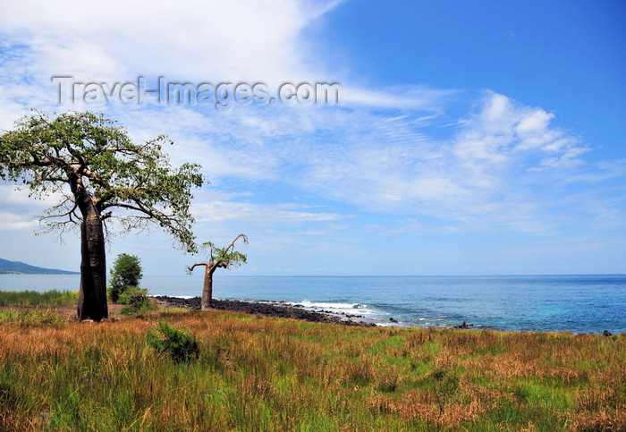 sao-tome156: Lagoa Azul, Lobata district, São Tomé and Príncipe / STP: horizon - baobab trees by the Atlantic Ocean - Adansonia digitata / horizonte - embondeiros em frente ao Oceano Atlântico - photo by M.Torres - (c) Travel-Images.com - Stock Photography agency - Image Bank