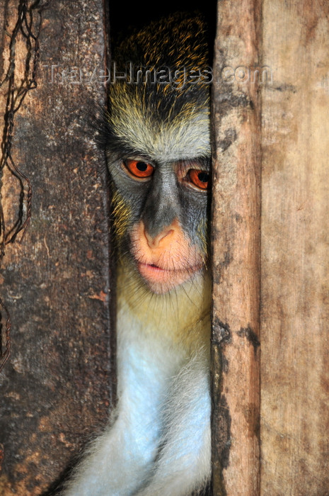 sao-tome163: Guadalupe, Lobata district, São Tomé and Príncipe / STP: Mona Monkey - Cercopithecus mona / macaco mona  - Restaurante Celvas - photo by M.Torres - (c) Travel-Images.com - Stock Photography agency - Image Bank