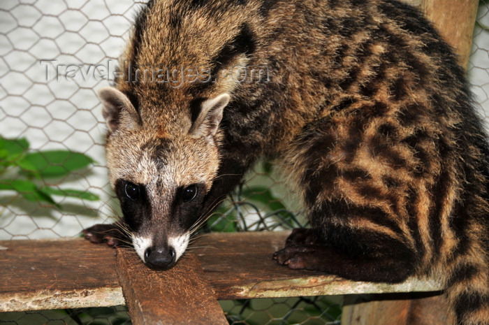 sao-tome164: Guadalupe, Lobata district, São Tomé and Príncipe / STP: captive African Civet - Civettictis civetta / algália, civeta-africana, gato-almiscarado, nandínia - Restaurante Celvas - photo by M.Torres - (c) Travel-Images.com - Stock Photography agency - Image Bank