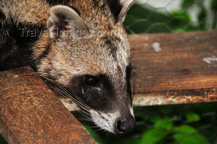 sao-tome165: Guadalupe, Lobata district, São Tomé and Príncipe / STP: head of African Civet - Civettictis civetta / civeta-africana, gato-almiscarado, nandínia - cabeça - Restaurante Celvas - photo by M.Torres - (c) Travel-Images.com - Stock Photography agency - Image Bank