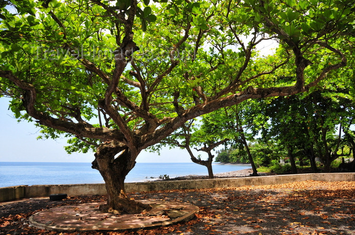 sao-tome183: Anambó / Anabom, Lembá district, São Tomé and Príncipe / STP: sea and Bengal almond tree, Tropical almond, Sea almond, Terminalia catappa / amendoeira tropical - carroceiro - photo by M.Torres - (c) Travel-Images.com - Stock Photography agency - Image Bank