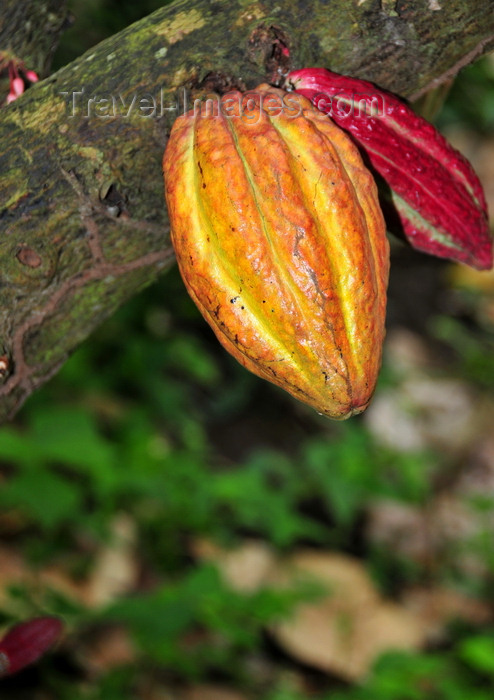 sao-tome186: Anambó / Anabom, Lembá district, São Tomé and Príncipe / STP: coffee pod on the tree / fruto do caféeiro na árvore - photo by M.Torres - (c) Travel-Images.com - Stock Photography agency - Image Bank