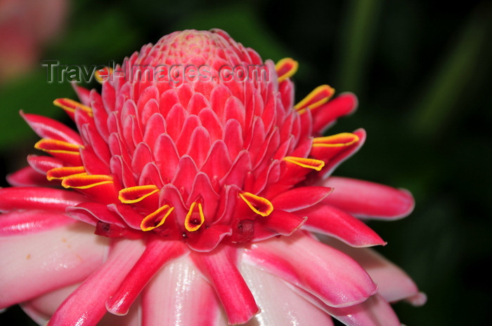 sao-tome187: Anambó / Anabom, Lembá district, São Tomé and Príncipe / STP: Porcelain Rose, Ginger Flower, Red Ginger Lily, Torch Lily, Wild Ginger - Etlingera elatior / Rosa-de-porcelana selvagem - photo by M.Torres - (c) Travel-Images.com - Stock Photography agency - Image Bank