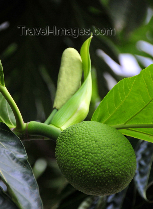 sao-tome188: Anambó / Anabom, Lembá district, São Tomé and Príncipe / STP: breadfruit on the tree - Artocarpus altilis / fruta pão na árvore - photo by M.Torres - (c) Travel-Images.com - Stock Photography agency - Image Bank