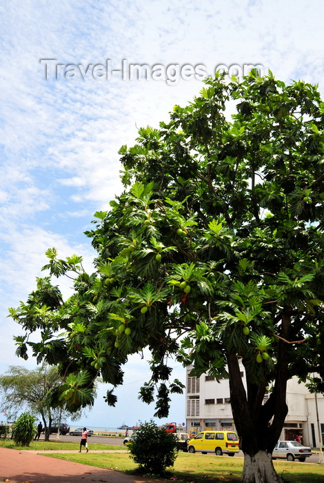 sao-tome220: São Tomé, São Tomé and Príncipe / STP: Breadfruit tree on Independence Square - Artocarpus altilis / árvore de fruta pão na Praça de Independência, antiga Praça da República - photo by M.Torres - (c) Travel-Images.com - Stock Photography agency - Image Bank