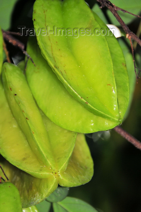 sao-tome26: Príncipe island, São Tomé and Príncipe / STP: starfruit on the tree - Averrhoa carambola / carambolas na árvore - photo by M.Torres - (c) Travel-Images.com - Stock Photography agency - Image Bank